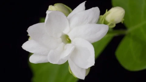 Jasmine flowers blooming 動画素材 88747907
