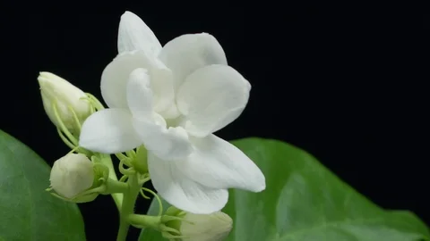Jasmine flowers blooming 動画素材 89119330
