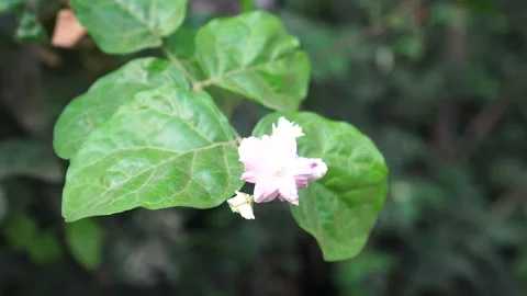 Jasmine flowers blooming on the tree Stock Footage 265062587