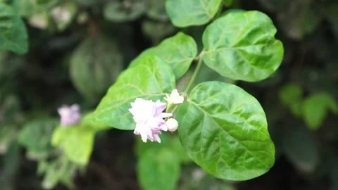 Jasmine flowers blowing in the wind Stock Footage 265062658
