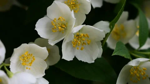 Jasmine flowers close up Stock Footage 138395027