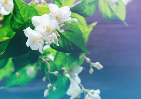 Jasmine flowers, close-up Stock Photos