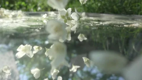 Jasmine flowers fall in slow motion Stock Footage 155432067
