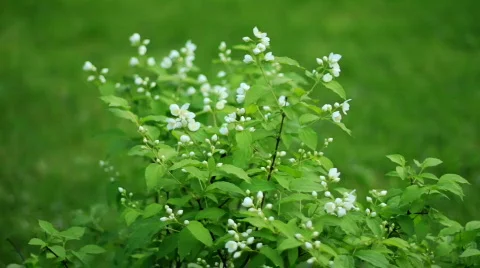 Jasmine flowers Vídeos de archivo 849381