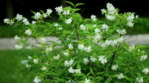 Jasmine flowers Stock Footage 853449