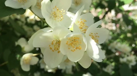Jasmine flowers Vidéo 64631439