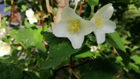 Jasmine flowers Stock Footage 131049921