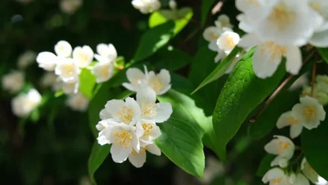 Jasmine Flowers Stock Footage 197519646