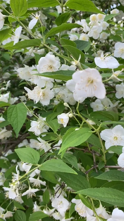 Jasmine Flowers Stock-Footage 241296262