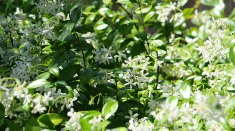 Jasmine flowers move in the wind. Stock Footage 453654