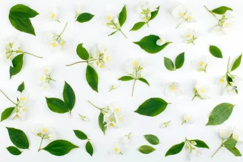 Jasmine flowers pattern top view, flat lay Stock Photos