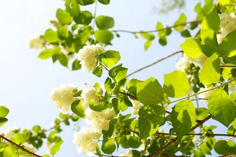 Jasmine flowers Stock Photos