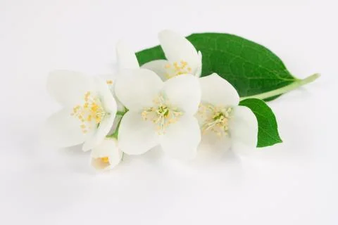 Jasmine flowers Stock Photos