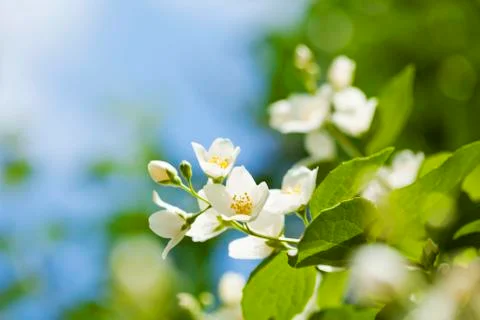 Jasmine flowers Stock Photos
