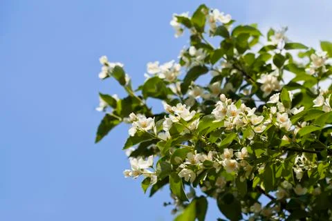 Jasmine flowers Stock Photos