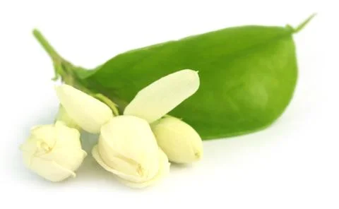 Jasmine flowers Stock Photos