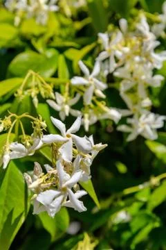 Jasmine flowers Stock Photos