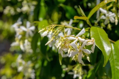 Jasmine flowers Stock Photos