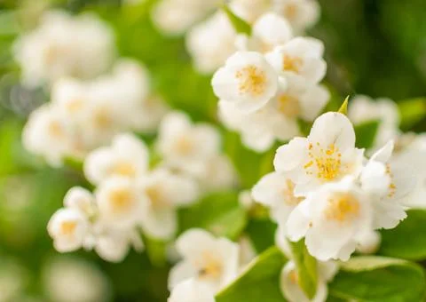 Jasmine flowers. Photos