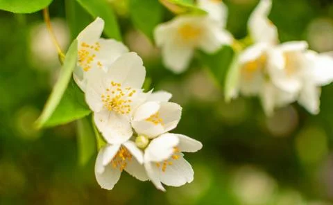 Jasmine flowers. Fotos Stock