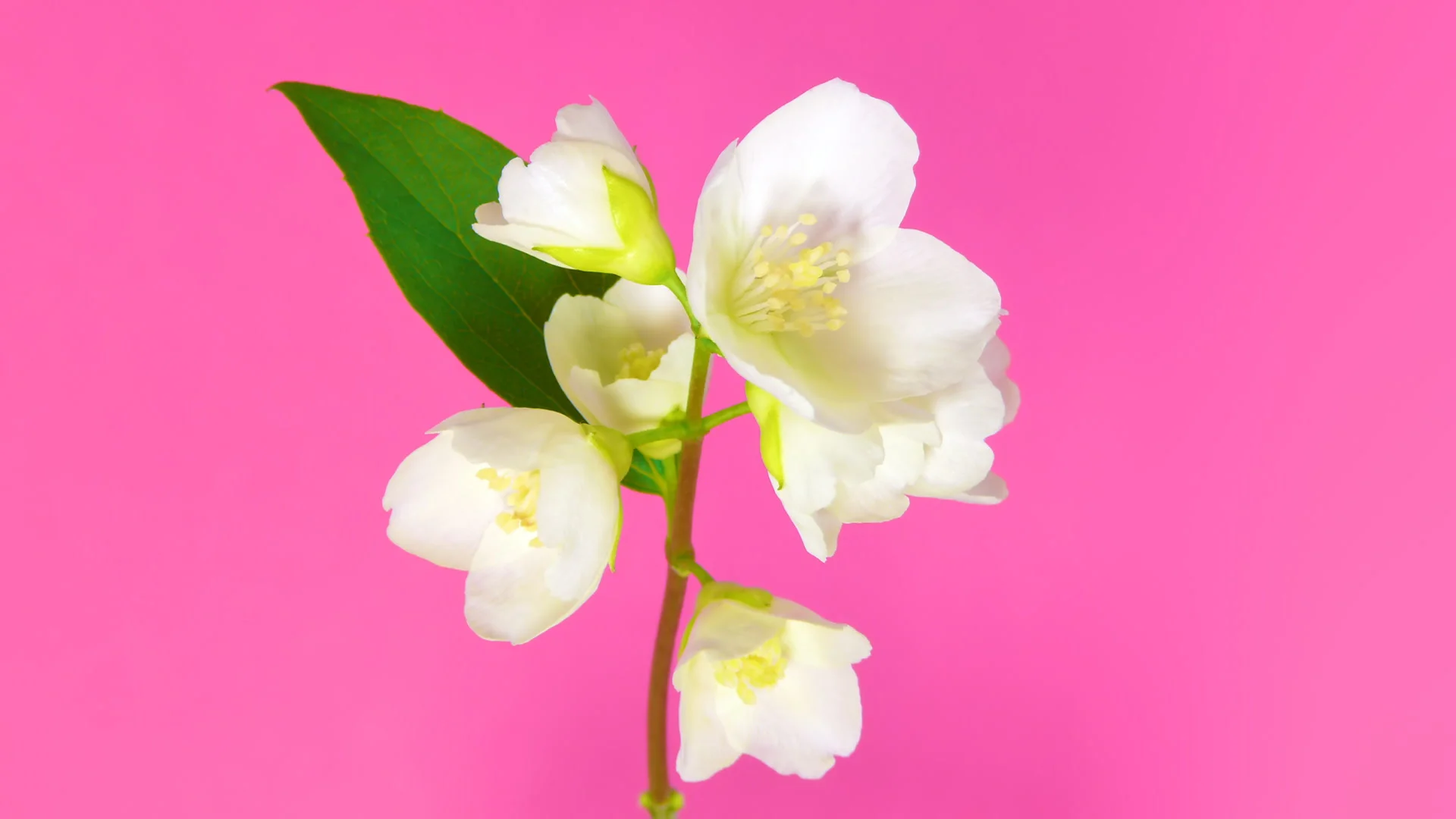 Jasmine flowers on pink HD | Stock Video | Pond5