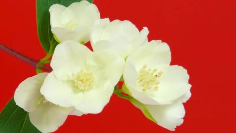 Jasmine flowers  on red HD Stock Footage 73588023