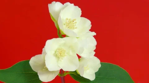Jasmine flowers  on red HD Stock Footage 73588029