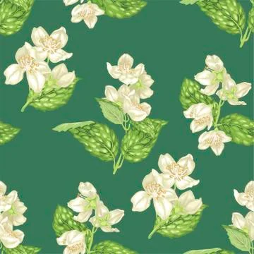 Jasmine flowers  seamless pattern in realistic vector illustration Stock Illustration