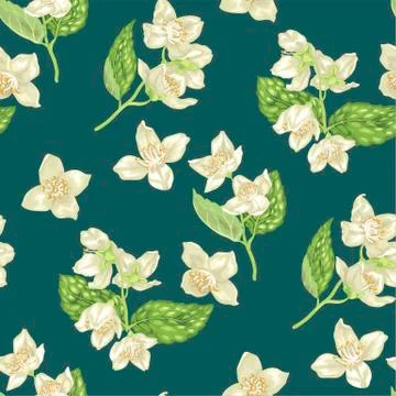 Jasmine flowers  seamless pattern in realistic vector illustration Stock Illustration