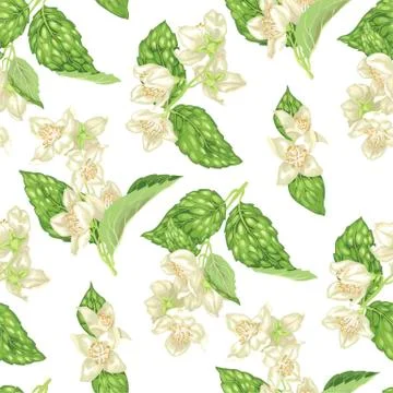 Jasmine flowers seamless pattern  in realistic graphic vector illustration Stock Illustration