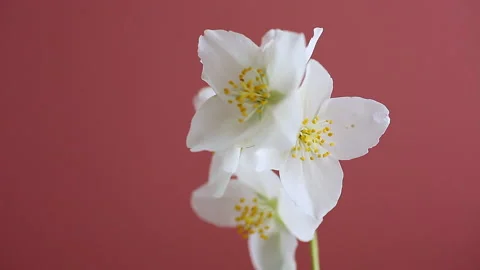 Jasmine flowers on soft pink background Stock-Footage 337188515
