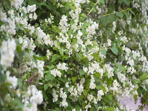 Jasmine flowers in Sunny weather Stock Footage