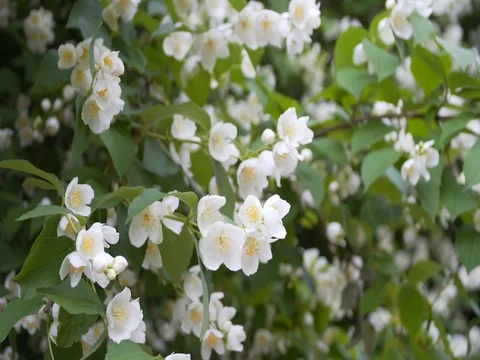 Jasmine flowers in Sunny weather Stock Footage