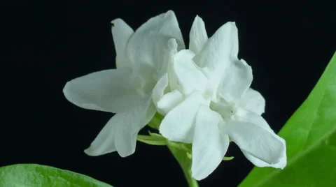 Jasmine flowers time lapse Stock Footage