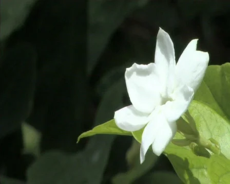 Jasmine Video stock 781942
