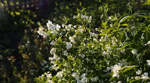 Jasmine Stock Footage 51017305