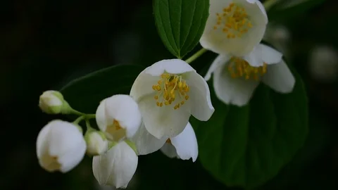 Jasmine Stock Footage 112918819