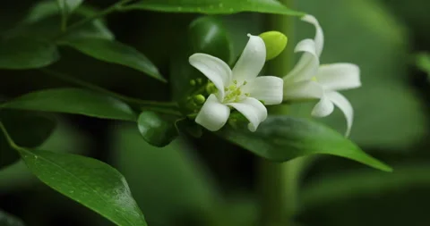 Jasmine. Video stock 246905132