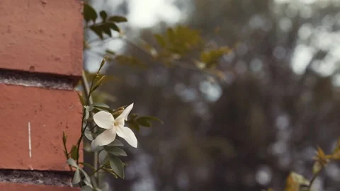 Jasmine in full bloom moved by the wind on a column of bricks Stock Footage 244423616