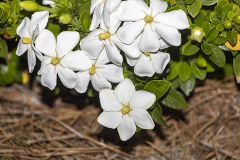 Jasmine is a genus of shrubs Stock Photos