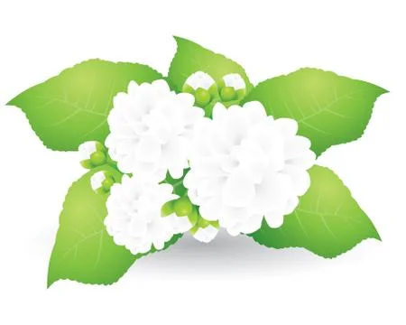 Jasmine Stock Illustration