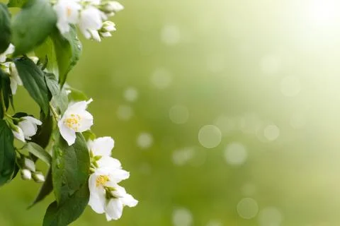 Jasmine Illustrazione stock