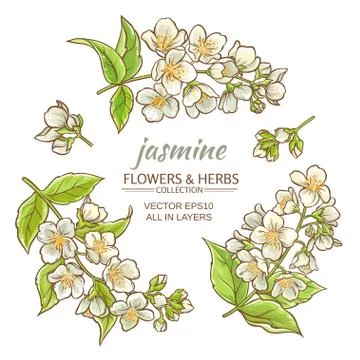 Jasmine Stock Illustration
