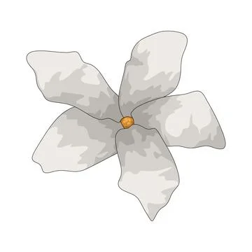 Jasmine illustration 库存插图
