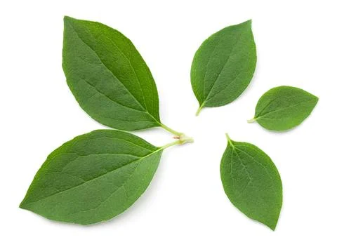 Jasmine Leaves Isolated Over White Background Stock Photos