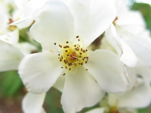 Jasmine macro 库存照片