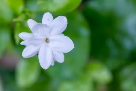Jasmine Foto stock