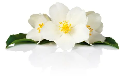 Jasmine Stock Photos