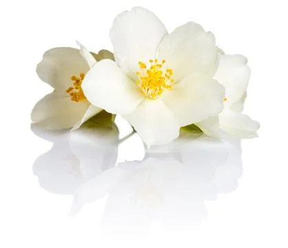 Jasmine Stock Photos