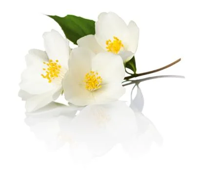 Jasmine Stock Photos